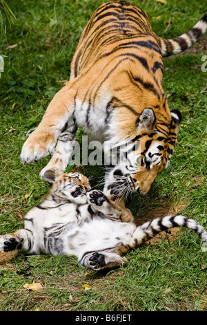 Sibirischer Tiger (Panthera Tigris Altaica), Mutter und Jungtier spielen, Sibirien, Asien, zoo Stockfoto