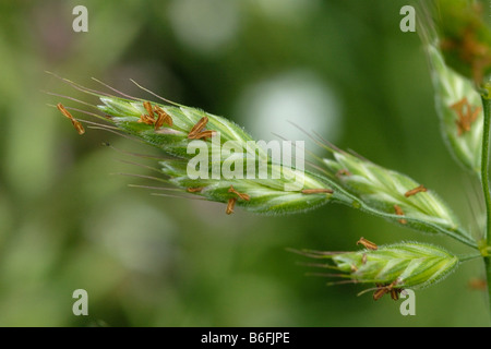 Soft-Brome, Bromus hordeaceus Stockfoto