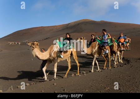 Tour auf Kamele Dromedar (Camelus Dromedarius) durch die Montanas del Fuego Berge des Nationalparks Timanfaya, Lanzaro Stockfoto