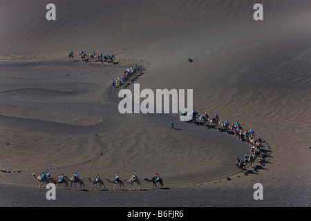 Tour auf Kamele Dromedar (Camelus Dromedarius) durch die Montanas del Fuego Berge des Nationalparks Timanfaya, Lanzaro Stockfoto