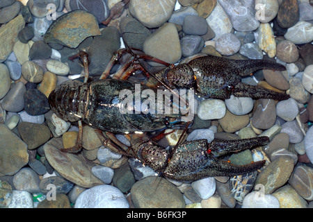 Europäischen Krebse, edle Krebse oder breit-fingriger Flusskrebs (Astacus Astacus) Stockfoto