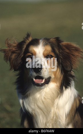 Mischling Hund, portrait Stockfoto