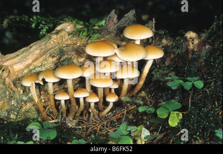 Samt Fuß (Flammulina Velutipes) Pilze wachsen auf einem Baumstumpf Stockfoto