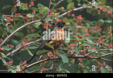 American Robin (Turdus Migratorius), Britisch-Kolumbien, Kanada, Nordamerika Stockfoto