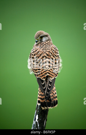 Turmfalken (Falco Tinnunculus), junge Weibchen hocken auf Ast Stockfoto