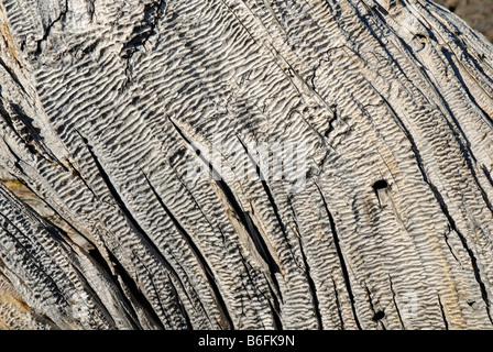 Verwitterte Holz, Gelb-Kiefer (Pinus Ponderosa), Oregon, USA Stockfoto