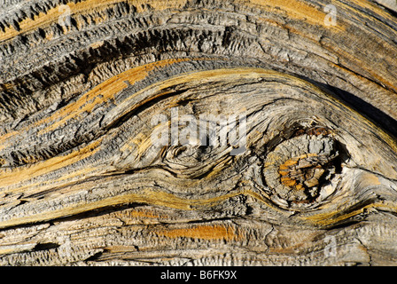 Verwitterte Holz, Gelb-Kiefer (Pinus Ponderosa), Oregon, USA Stockfoto