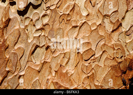 Rinde der Gelb-Kiefer (Pinus Ponderosa), Oregon, USA Stockfoto