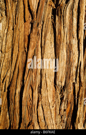 Rinde auf eine alte Wacholder, Western Wacholder (Juniperus Occidentalis var. Occidentalis), High Desert, Oregon, USA Stockfoto