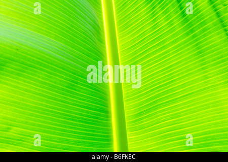 Blatt von einer Bananenstaude, Nahaufnahme, full-frame Stockfoto
