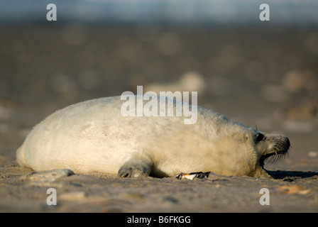 Jung grau Seal (Halichoerus Grypus) räkelt sich auf einem Strand, Helgoland, Schleswig-Holstein, Deutschland, Europa Stockfoto