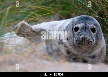 Jung grau Seal (Halichoerus Grypus) auf der Seite ein Pfad, Helgoland, Schleswig-Holstein, Deutschland, Europa Stockfoto