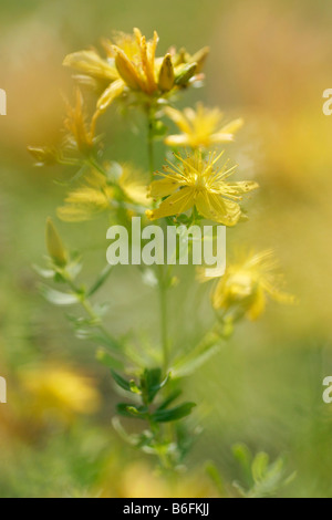 Gemeinsamen St. Johanniskraut (Hypericum Perforatum), Klamathweed Biely Vrch, weiße Karpaten, geschützte Landschaft, Bie Stockfoto