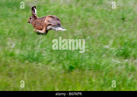 Laufen braune Hare Feldhase (Lepus Europaeus), Poodri Landschaftsschutzgebiet, Nordmähren, Tschechische Republik, Europa Stockfoto
