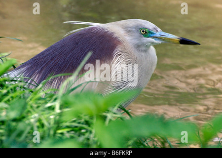 Indischen Teich-Heron (Ardeola Grayii) Stockfoto