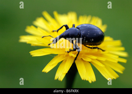 Rüsselkäfer (Liparus Glabirostris) auf Herbst Hawkbit (Leontodon Autumnalis), Zapechova, weiße Karpaten, geschützte si Stockfoto