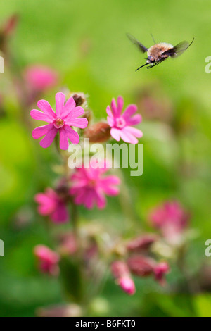 Fliegen größere Bee Fly (Bombylius großen) und Red Campion (Silene Dioica), geschütztes Zapechova, weiße Karpaten, land Stockfoto