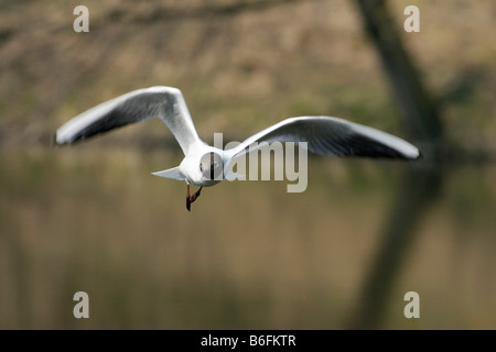 Gemeinsamen Lachmöwe (Larus Ridibundus), Ostrava, Tschechische Republik, Europa Stockfoto