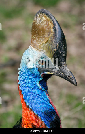 Südlichen Helmkasuar (Casuarius Casuarius) Stockfoto