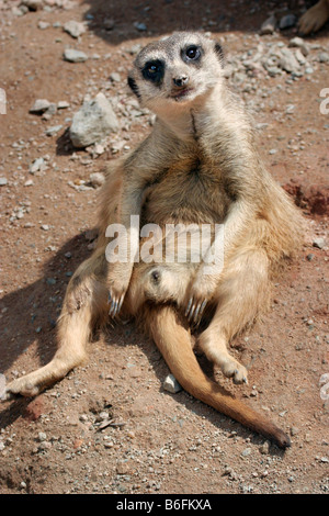 Erdmännchen (Suricata Suricatta) Stockfoto