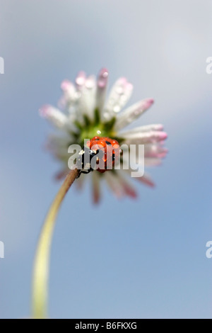 Seven-spotted Lady Beetle, 7-Punkt-Marienkäfer (Coccinella Septempunctata, Coccinella 7-Trommler) auf Englisch Daisy, englischen Rasen Da Stockfoto