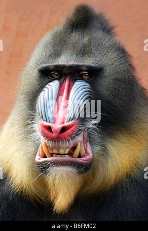 Mandrill (Mandrillus Sphinx) Stockfoto