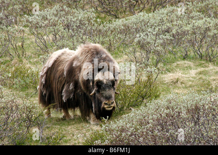 Moschusochsen, Moschusochsen (Ovibos Moschatus) im Dovrefjell Nationalpark, Norwegen, Skandinavien, Nordeuropa Stockfoto