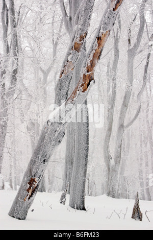 Winter-Buchenwald auf Javorina Wildnisgebiet, weiße Karpaten, geschützte Landschaftsbereich, Bile Karpaty, Tschechische Repu Stockfoto