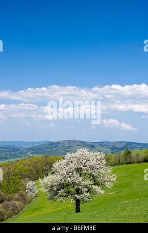 Frühlingslandschaft im Planavy, weiße Karpaten, Bile Karpaty Schutzgebiet Landschaft, Moravia, Tschechien, Europa