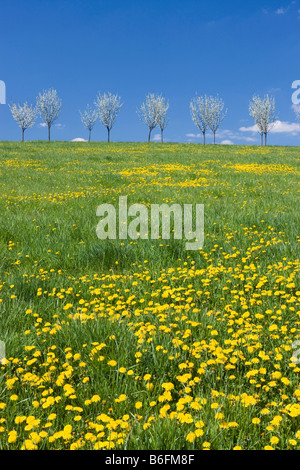 Frühling Landschaft mit Löwenzahn in der Nähe von Stitna nad Vlari, Bile Karpaty, weiße Karpaten Landschaft Schutzgebiet, Mora