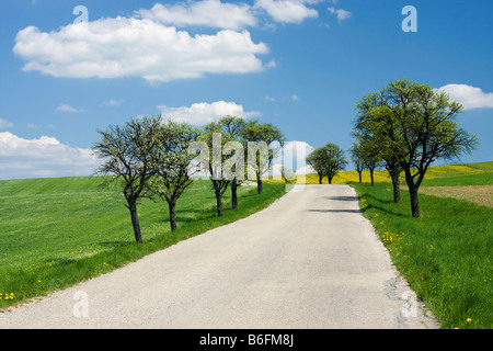 Straße im Frühlingslandschaft in der Nähe von Pitin, weiße Karpaten, Bile Karpaty Schutzgebiet Landschaft, Moravia, Tschechien