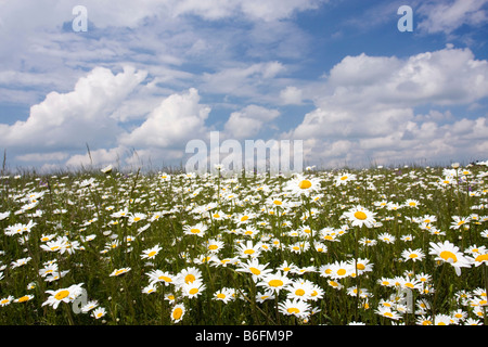 Oxeye Margeriten (Leucanthemum Vulgare) Stockfoto