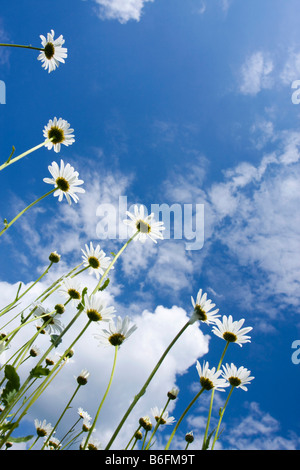 Oxeye Margeriten (Leucanthemum Vulgare) Stockfoto