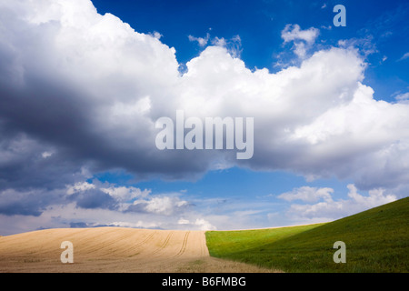 Kornfeld, Süd-Mähren, Tschechische Republik, Europa Stockfoto