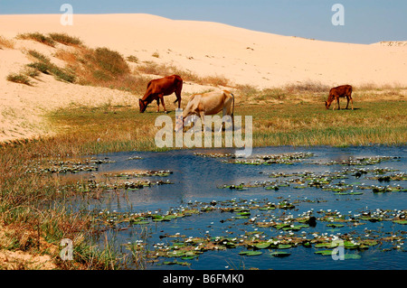 Kühe weiden auf einen schmalen Streifen der Weide am Rande eines einsamen Sees das bedroht ist, von wandernden Sanddünen in der Nähe von Mui Ne, Stockfoto