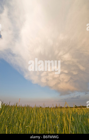 Weizenfeld mit atmosphärischen Wolken, Lower Austria, Europa Stockfoto