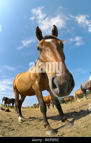 Braune Pferd, Pferde auf der Weide, im Weitwinkel, Oberbayern, Deutschland, Europa Stockfoto