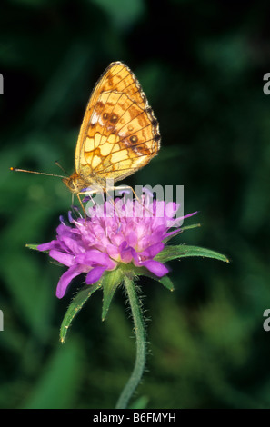 Marmorierte Fritillary (Brenthis Daphne) Trinken Nektar aus einer Holz-Witwenblume (Knautia Dipsacifolia) Stockfoto