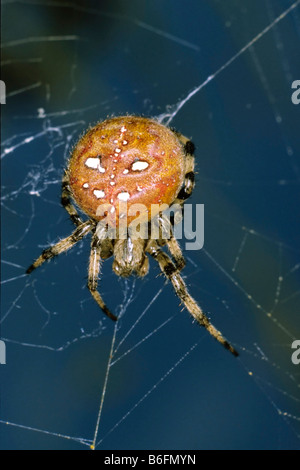 Vier vor Ort Orb Weaver (Araneus Quadratus) Stockfoto