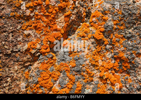 Orange farbigen Flechten auf Felsen in Sleepy Bay, Freycinet Peninsula, Tasmanien, Australien Stockfoto