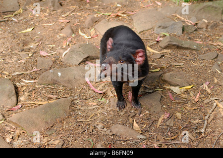 Tasmanischer Teufel (Sarcophilus Harrisii) in einem Wildlife Park in der Nähe von Mole Creek, Tasmanien, Australien Stockfoto