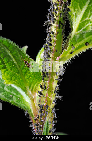 Blattläuse oder Pflanze Läuse (Aphidoidea) gemolken durch Ameisen (Formidicae) Stockfoto