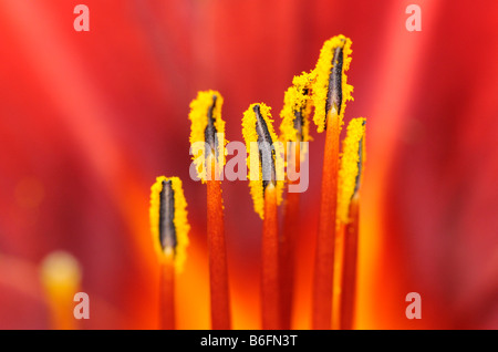 Orange Taglilien (Hemerocallis Fulva), Staubblätter Stockfoto