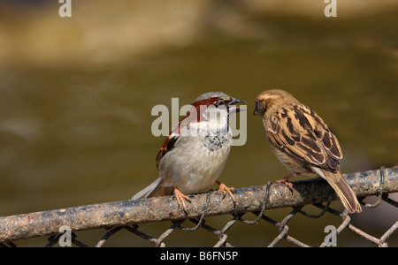 Haussperling (Passer Domesticus), Vögel, thront auf einem Maschendraht Zaun Stockfoto