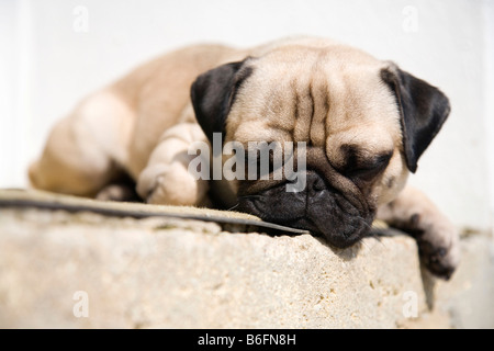 Junger Mops liegend auf einer Stufe, in der Sonne dösen Stockfoto