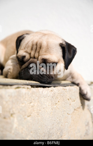 Junger Mops liegend auf einer Stufe, in der Sonne dösen Stockfoto