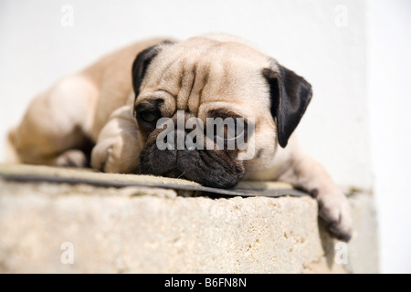 Junger Mops liegend auf einer Stufe, in der Sonne dösen Stockfoto