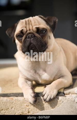 Junger Mops auf einen Schritt in der Sonne liegen Stockfoto