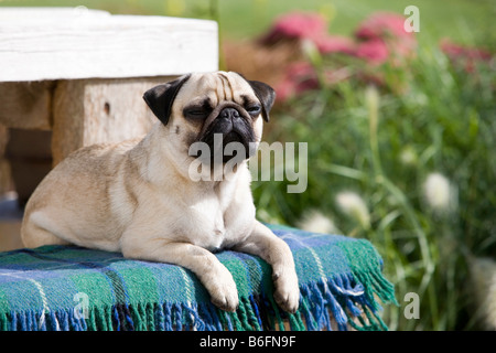 Entspannen in der Sonne auf einer Wolldecke junge Mops Stockfoto