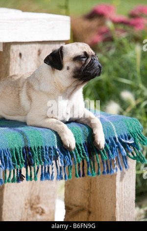 Entspannen in der Sonne auf einer Wolldecke junge Mops Stockfoto